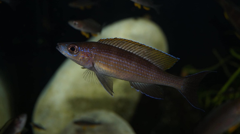 Paracyprichromis brieni 'Milima Island'